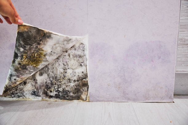 Trusted Bath, PA Mold Remediation Experts